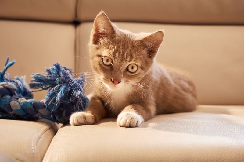 How To Keep Your Cat Off Furniture Gyno Interior Solutions